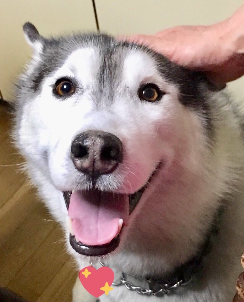 いつものようにナデナデして〜🖐️
byバルト
#シベリアンハスキー