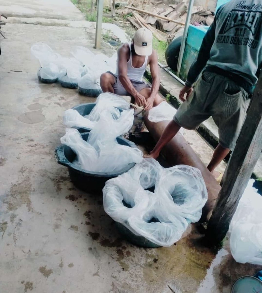 Desuneti1's tweet photo. Rabu (09/10/24), Desuneti, Luhkan Kab. OKU Timur, Pokdakan Majestic Mac, Ds. Marga Cinta Kec BMR , 10.000 ekor, Ukuran 4 cm, Bibit Ikan Lele, Rp 1.000, luas kolam 500 m2 #luhlapor #GiatLuhkanSatminkalBRPPUPP #OKUTimur #panen
@Luhkan_OKUTimur
@luhkan_brppupp https://t.co/dLwHWEqlUN