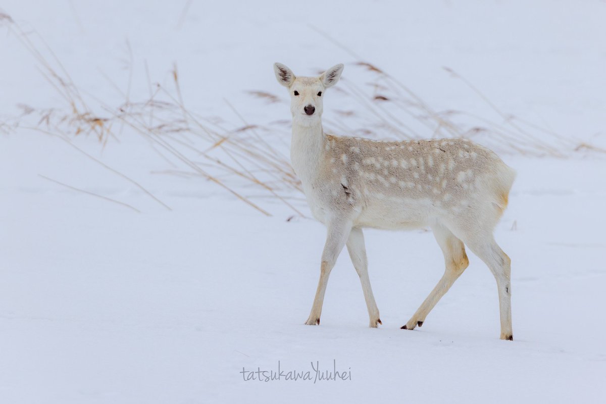 Deerpostss's tweet image. 