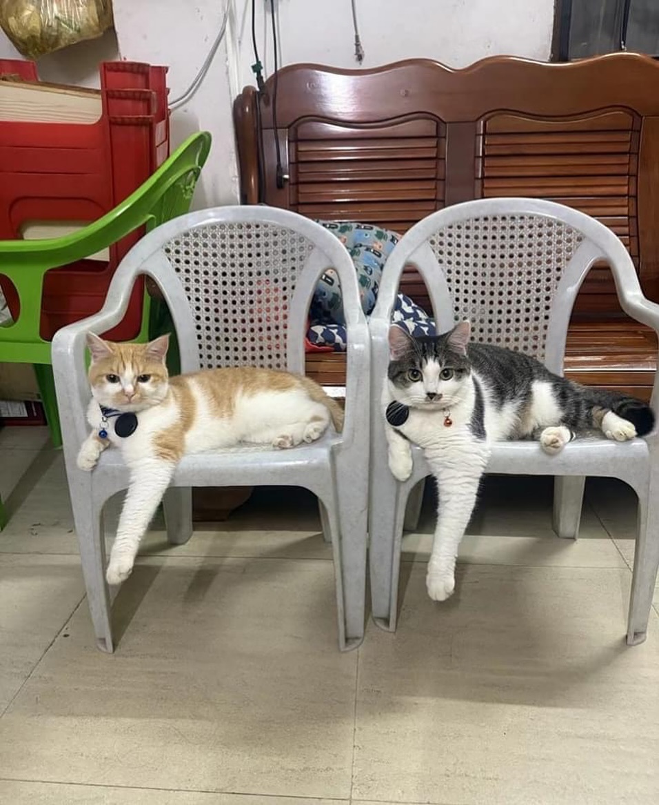 Punch Cat tweet media