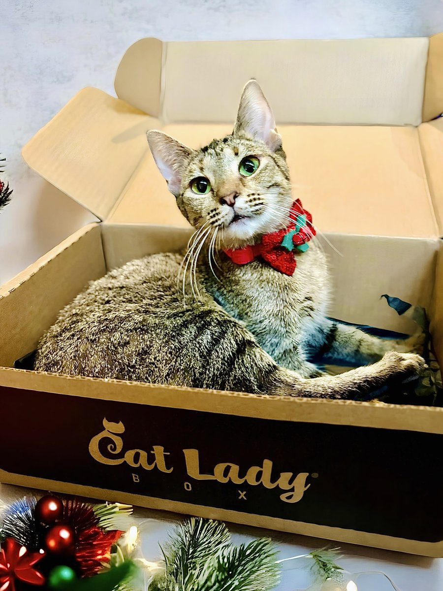 🐱: All I want for Christmas is my <a href="/catladybox/">CatLadyBox</a>! 

Our little CH kitty, Secret, waits impatiently every month for the #CatLadyBox to arrive, not for the toys, but for the box itself! 😸