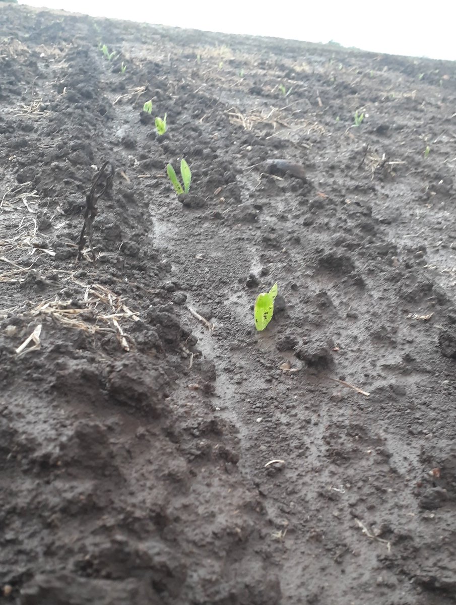 LACULEBRA_'s tweet photo. Una buena emergencia, cualidad característica de Furrow FORCE @PPlantingARG el post lluvia colaboró para ver la diferencia.
Párrafo aparte para la singulacion y la distribución que son espectaculares. https://t.co/roYAixM5H2