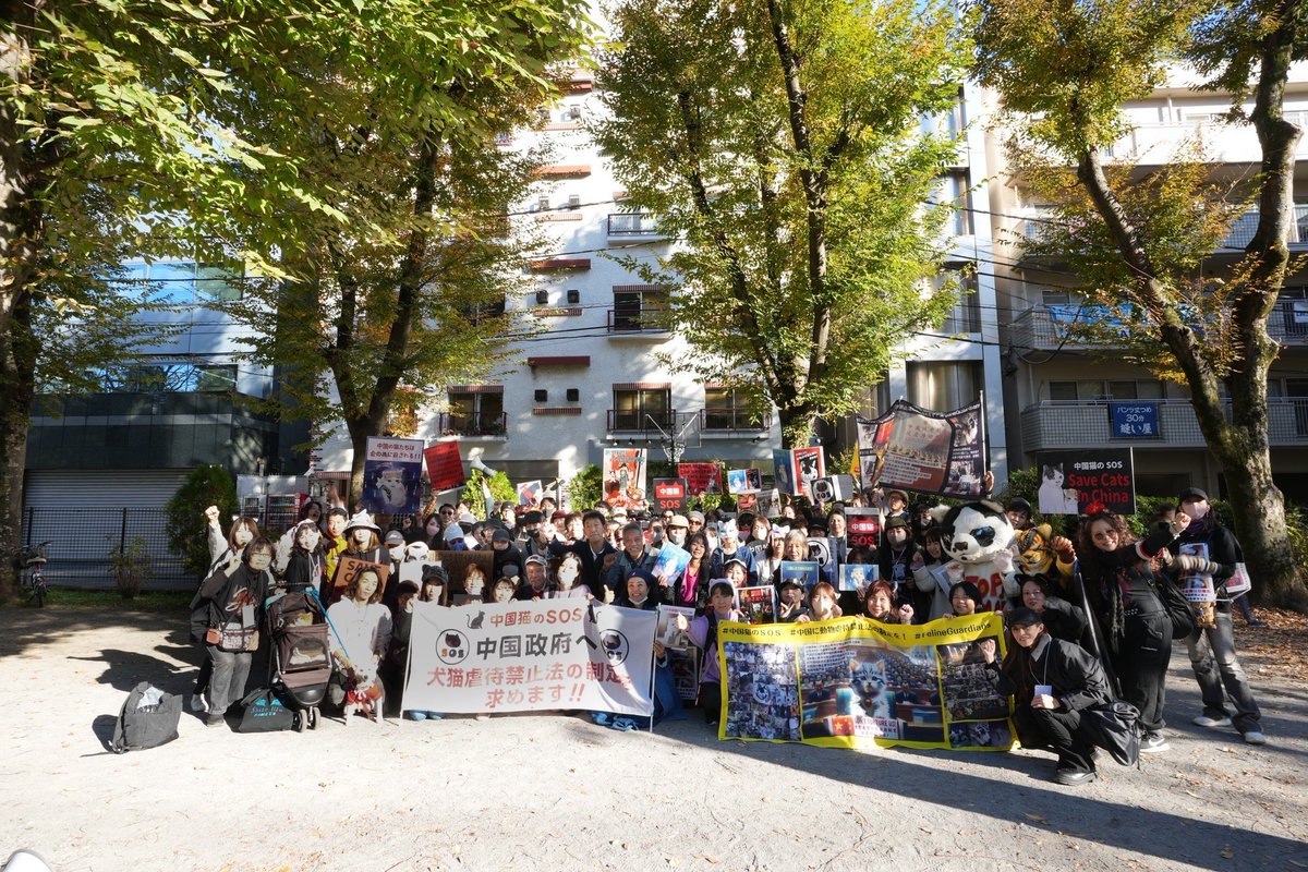 PhaedraXTeddy's tweet image. Great crowd!
I❤️🇯🇵
So many compassionate dedicated HEROS.
This is what they are protesting, the terrible things done to this kitten and thousands like him for online views in #China. All they ask in #AnimalProtectionlaws in #China, #China has NONE.
