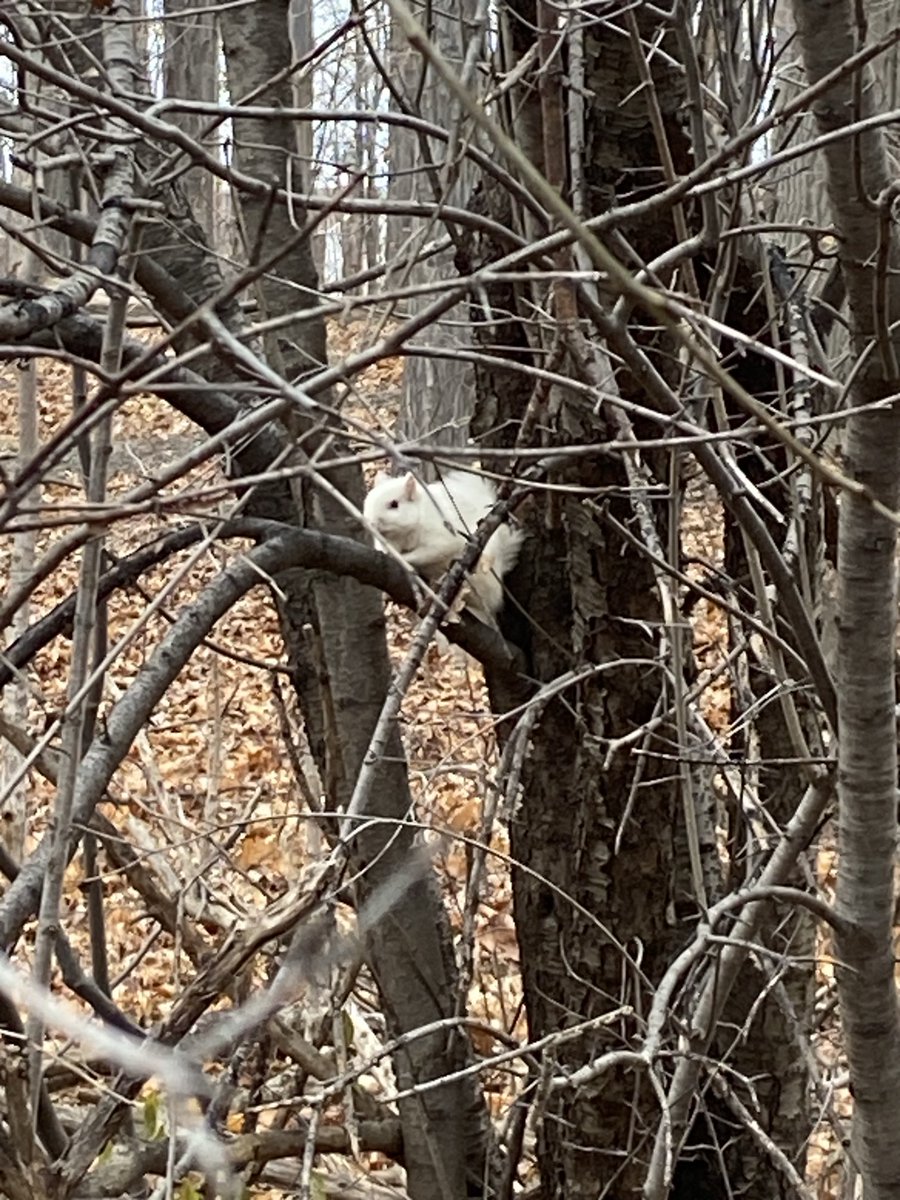 Massey Street PS (@masseystreet_ps) on Twitter photo We saw Bruno again!!!!! … our Massey forest Albino squirrel. <a href="/MasseyStreet_PS/">Massey Street PS</a> <a href="/PeelSchools/">Peel District School Board</a> <a href="/Bunmiomiyale/">Bunmi Omiyale</a> <a href="/PDSBDirector/">Rashmi Swarup</a> <a href="/msmasood25/">Ozma Masood</a> We saw Bruno again!!!!! … our Massey forest Albino squirrel. <a href="/MasseyStreet_PS/">Massey Street PS</a> <a href="/PeelSchools/">Peel District School Board</a> <a href="/Bunmiomiyale/">Bunmi Omiyale</a> <a href="/PDSBDirector/">Rashmi Swarup</a> <a href="/msmasood25/">Ozma Masood</a>