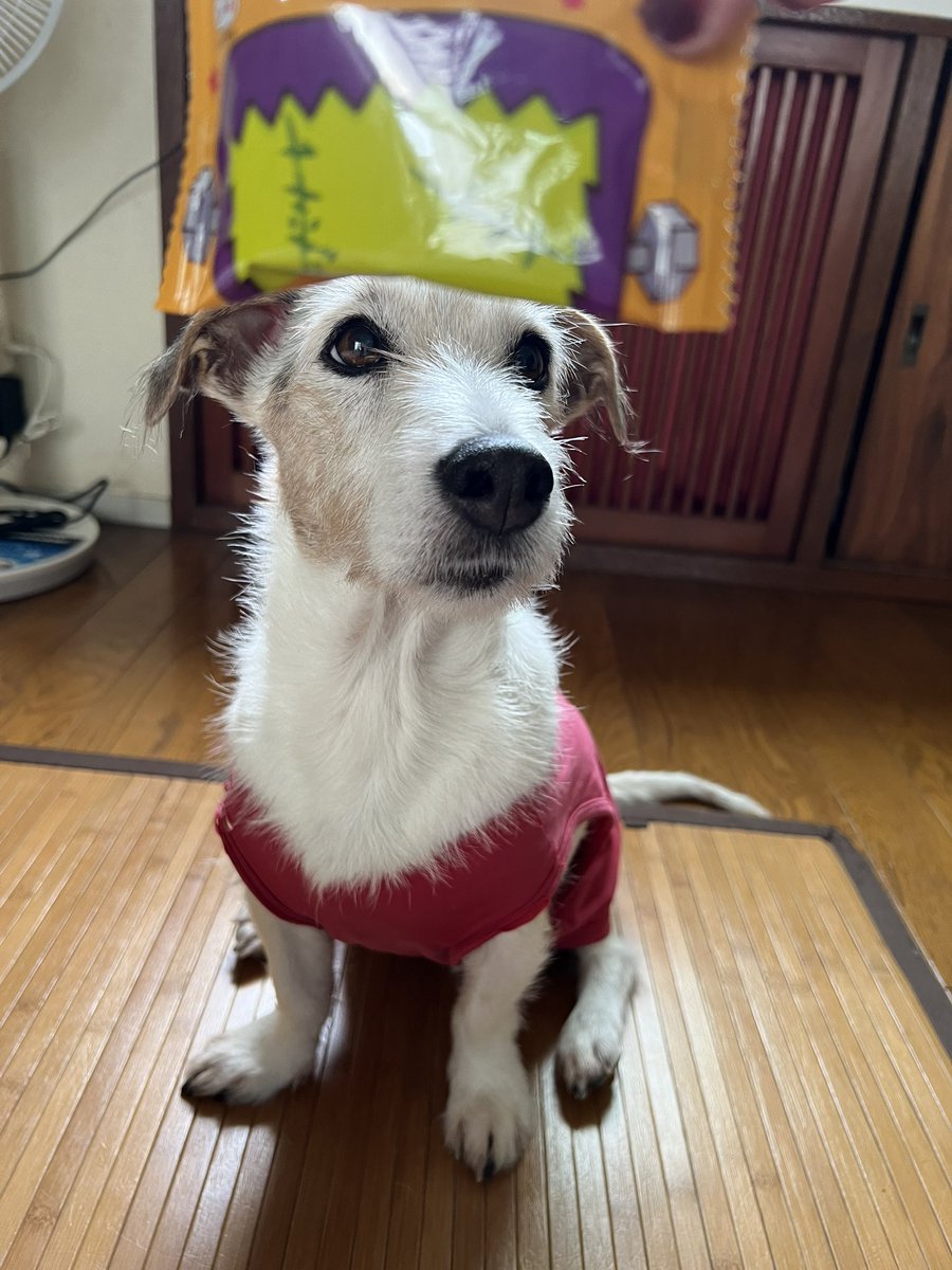 joy4ss's tweet photo. 昨年は膵臓、今年は腎臓、で着実に体調崩してる13才ですが最近とっても元気です🐶😊✨
いつまでも元気でいてね🐶
(写真はハロウィンの時のです)
#ジャックラッセルテリア https://t.co/HlTbwUVrnf
