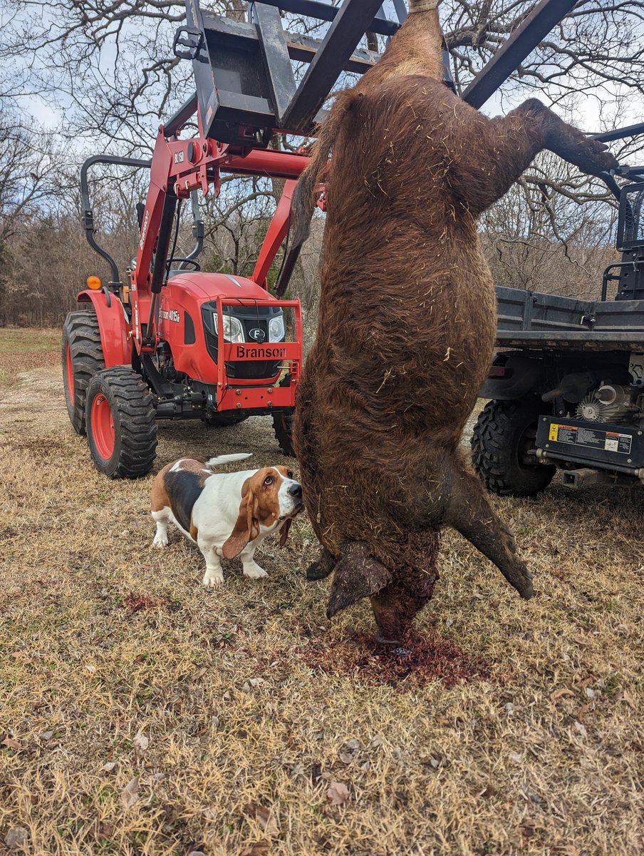 This little piggy does not belong. 
Stray pigs join the Borg from time to time. Actually got friendly. Let it get feed, grow fat then send it on to it's final destination. 18lbs of bacon, nice chops and the hounds know they get pig feet treats.

Well done pig. Who ever you are.