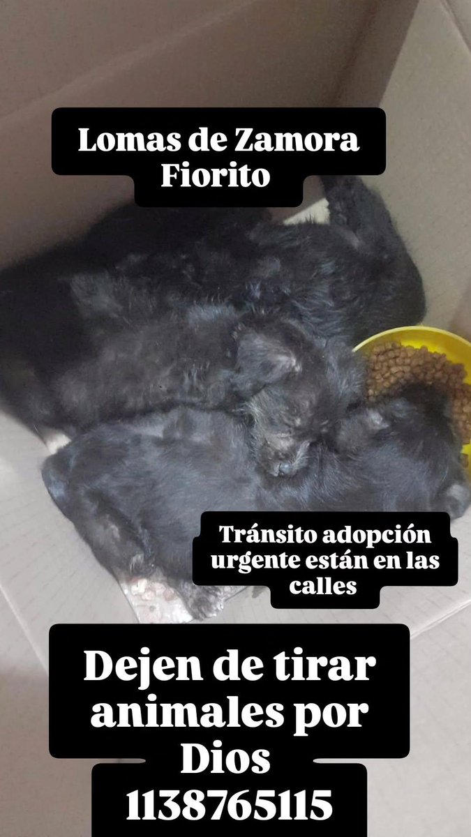 misuperamigo's tweet photo. A ellos también necesito ubicarlos y también se paga el traslado!!!
Otra camada de cachorros que tiraron!!
Piedad por favor 🙏🙏
Alias misuperamigofiel
Brenda Medina
DIFUNDIR por favor https://t.co/MUg2NU2yat