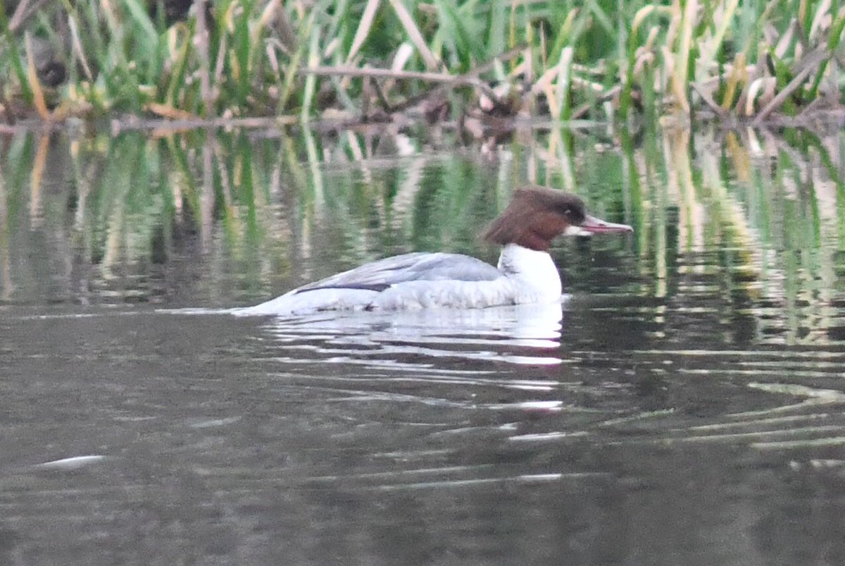 AnthonyDunstan5's tweet photo. Female Goosander on Singleton Lake today and yesterday https://t.co/NgAx78oSZc
