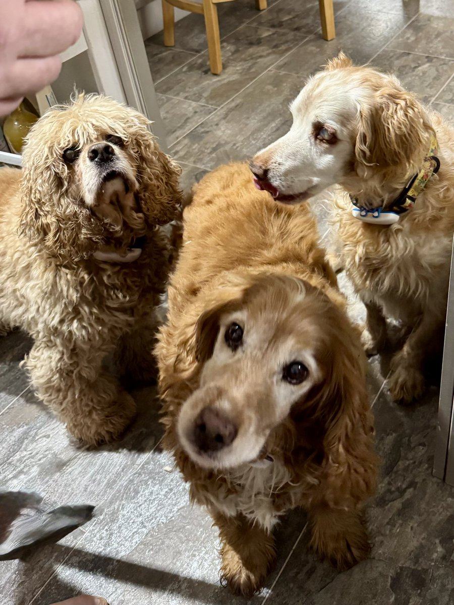 SpanielsSuper's tweet photo. Tonight our #BedtimeSnack was chicken, what was even better?
Dad was giving it to us, so we got much more than usual #Result https://t.co/BE2lzZwTmF