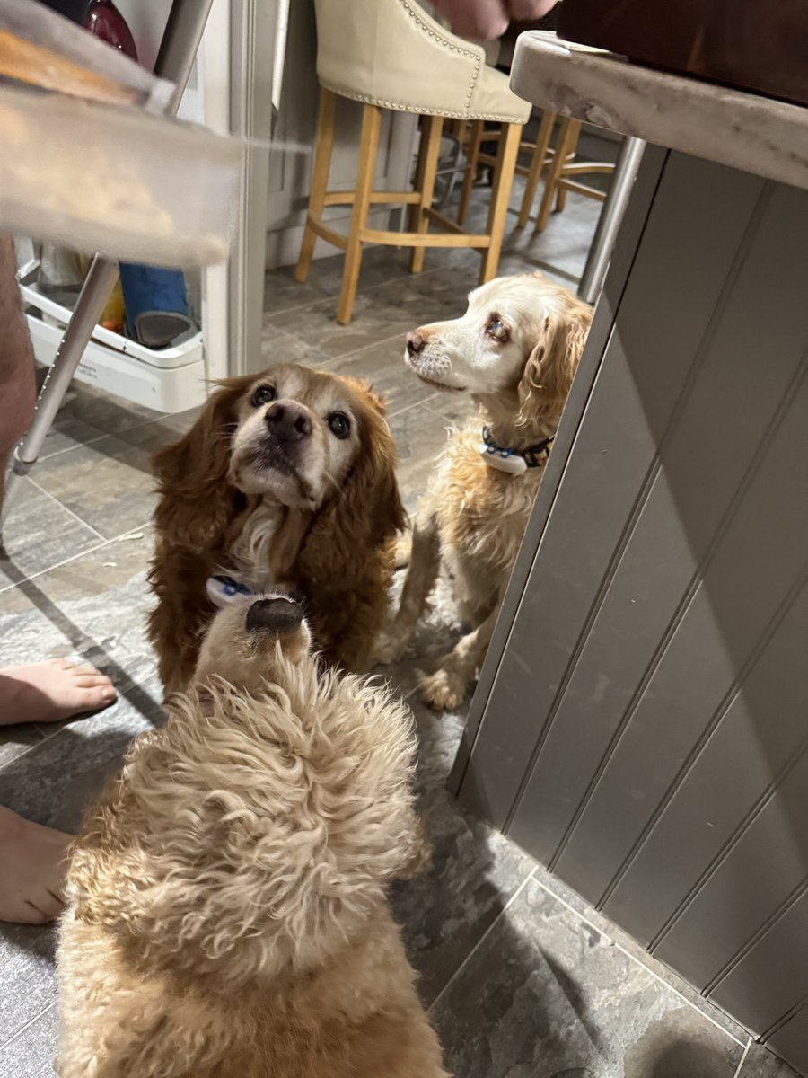 SpanielsSuper's tweet photo. Tonight our #BedtimeSnack was chicken, what was even better?
Dad was giving it to us, so we got much more than usual #Result https://t.co/BE2lzZwTmF