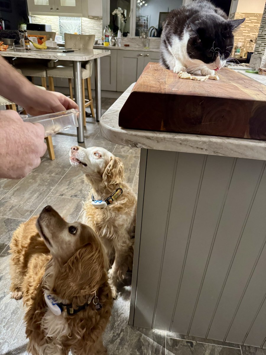 SpanielsSuper's tweet photo. Tonight our #BedtimeSnack was chicken, what was even better?
Dad was giving it to us, so we got much more than usual #Result https://t.co/BE2lzZwTmF