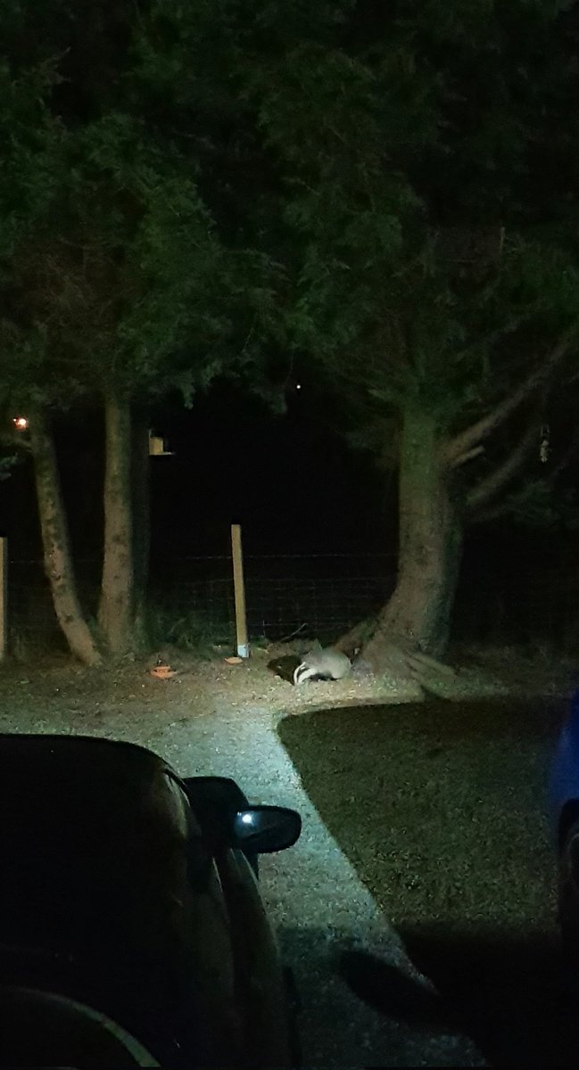 Julie Platt (🚙🇪🇺🐈🏴󠁧󠁢󠁳󠁣󠁴󠁿🐌🏳️‍🌈🍸) tweet media