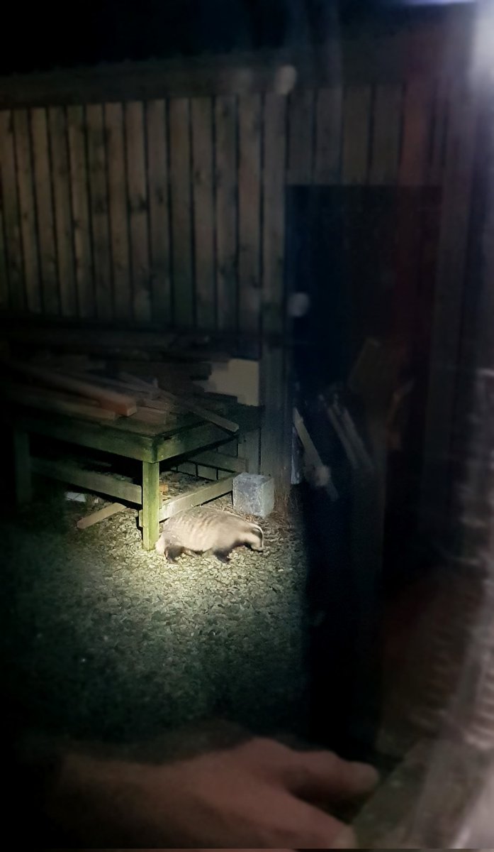 Julie Platt (🚙🇪🇺🐈🏴󠁧󠁢󠁳󠁣󠁴󠁿🐌🏳️‍🌈🍸) tweet media