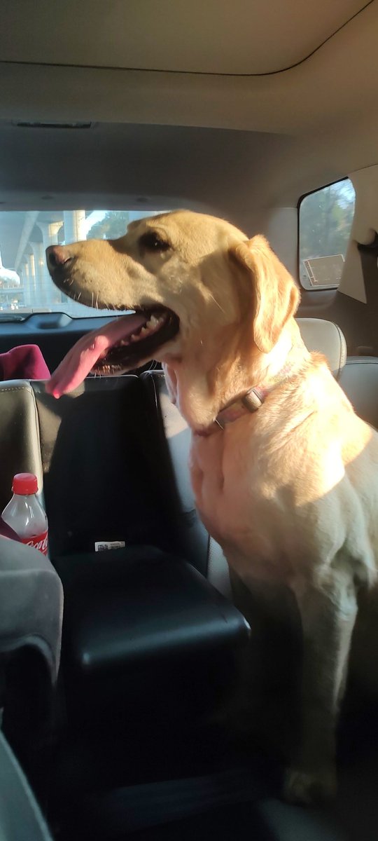 _XimenaVA's tweet photo. Perra labrador encontrada sobre viaducto dirección Ciudad de México, después de la caseta informes 5532217637 https://t.co/G2KFKOjdKQ
