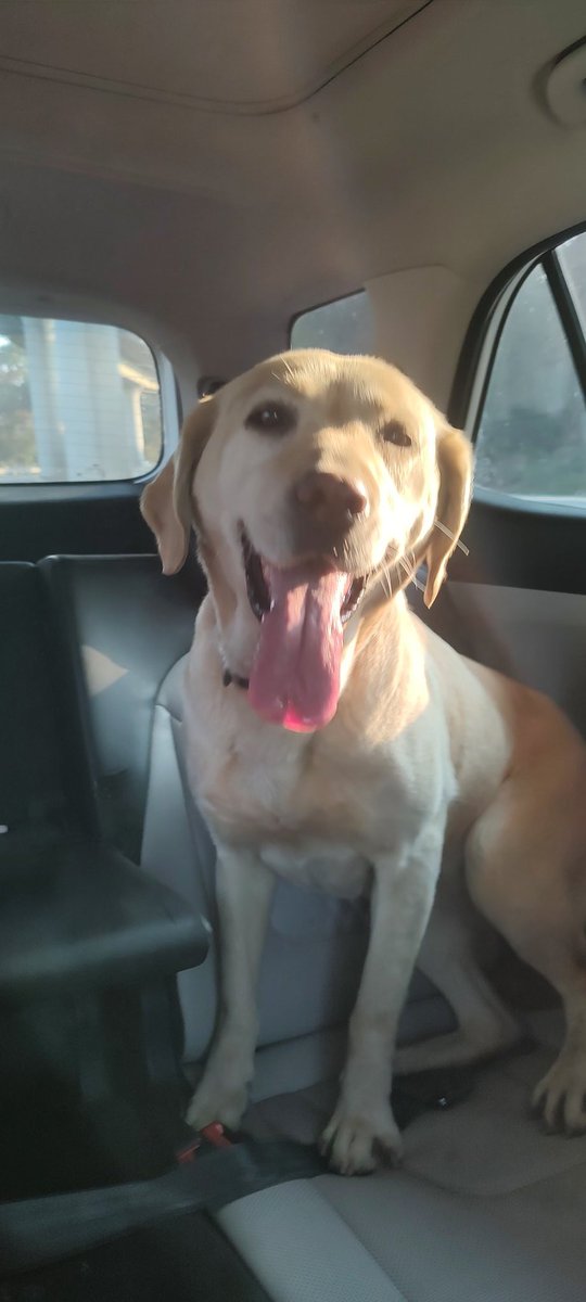 _XimenaVA's tweet photo. Perra labrador encontrada sobre viaducto dirección Ciudad de México, después de la caseta informes 5532217637 https://t.co/G2KFKOjdKQ