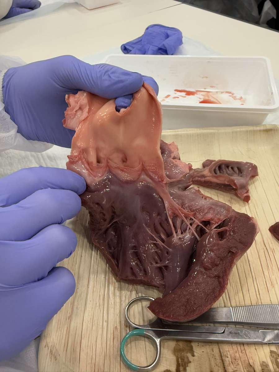 Alexander Mladenow MD tweet media