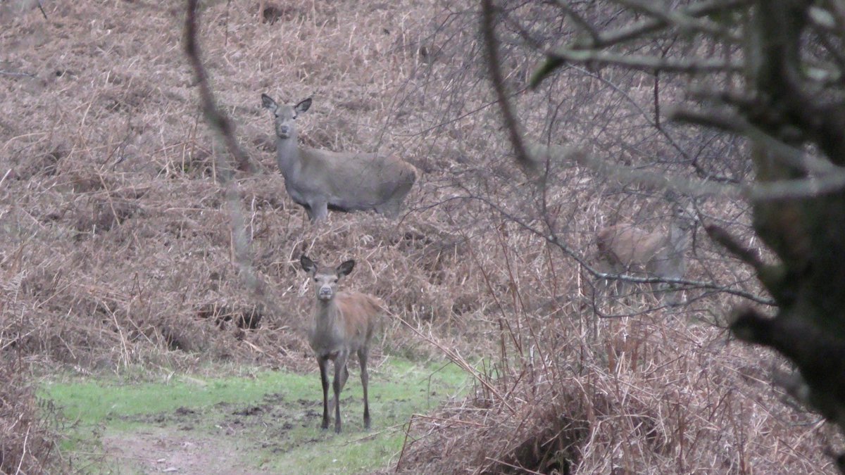mendiphuntsabs's tweet photo. 12.12.24
Quantock Staghounds
1/2 With @NDHuntSabs we attended the Quantocks today to attempt to monitor the hind hunting activity. Unfortunately, we were not able to intervene and believe that 2 hinds were probably chased and shot. (1/2) https://t.co/obkYBu3esU
