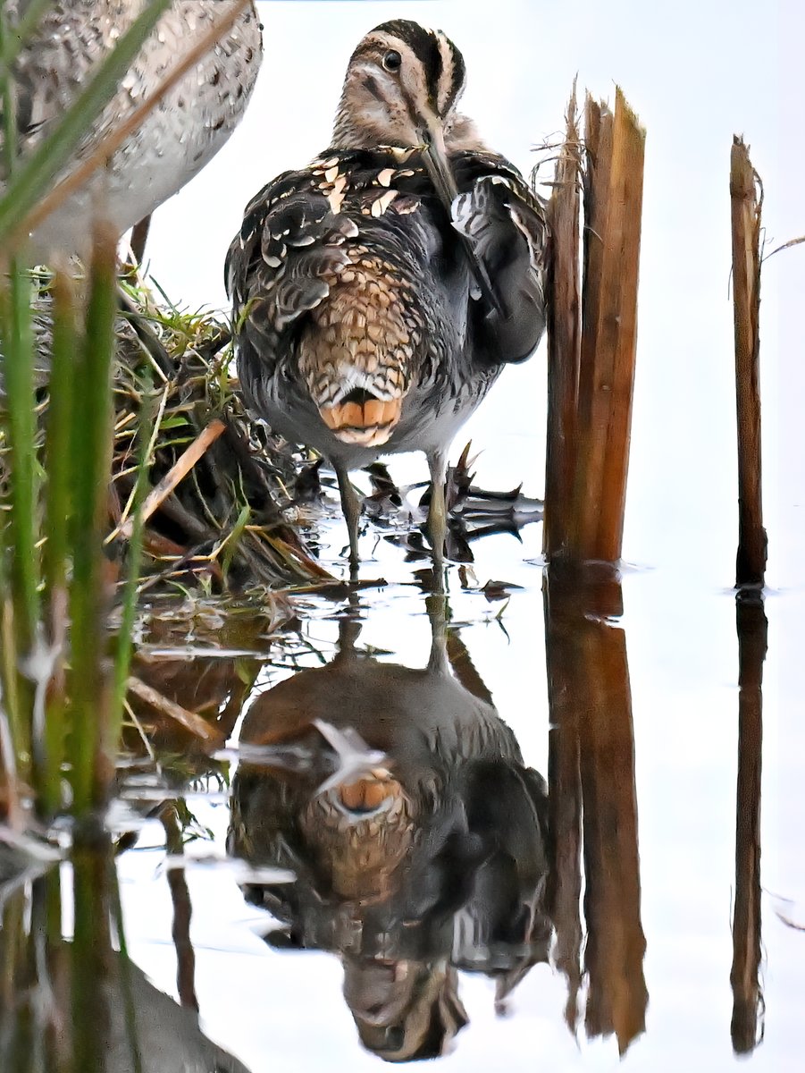 CarlBovisNature's tweet image. Snipe reflection! 😍
 Taken yesterday at RSPB Greylake in Somerset. 😀
As it's Friday, please share and comment! 🙏🐦♥️