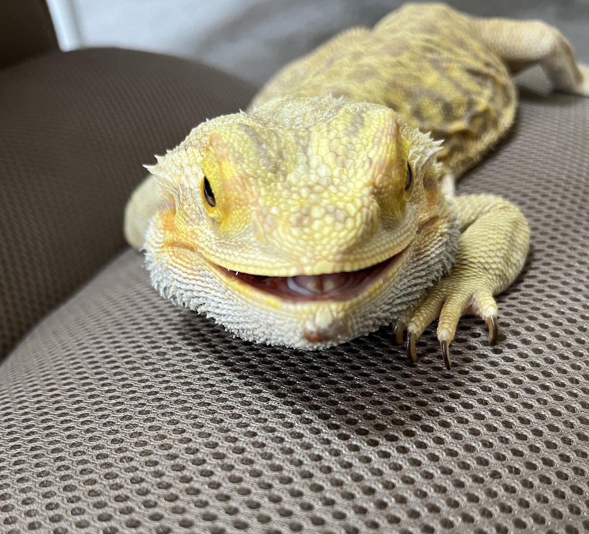 kotmi2's tweet photo. 先日12/11（水）に約5年一緒にいた茶々丸🦎が虹の橋を渡りました。

リアルで茶々丸を可愛がってくださった皆さま、本当にありがとうございました。

今日、茶々丸の火葬に行くのですが、
タイミングを合わせるかのように茶々丸の体も硬直して、『最期までいい子やなぁ』と泣けてきてます。 https://t.co/4Aj6lCbALB