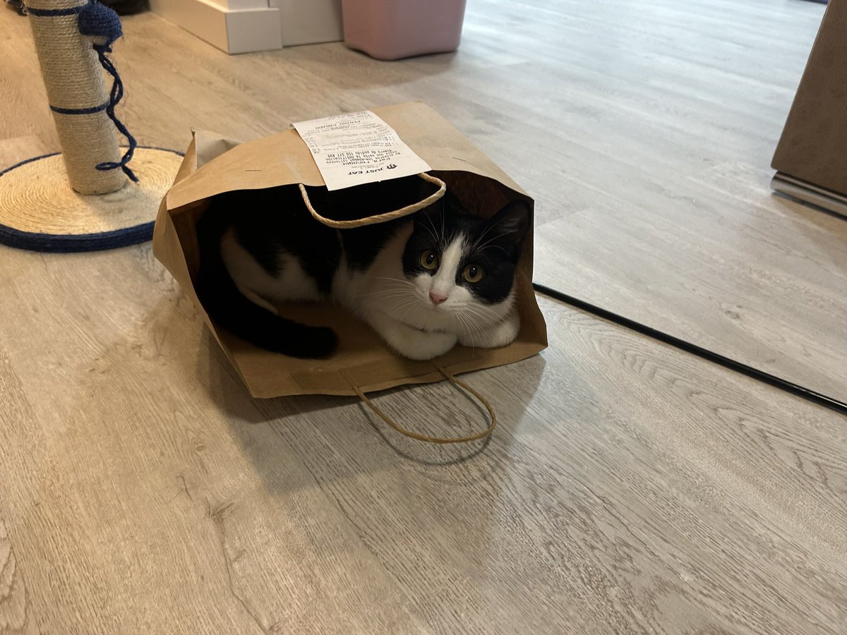 albapastoor's tweet photo. “Puqué nadie me adopta si solo nesesito una bolsa de catón 📦🥺” https://t.co/FQhEoPFNn1
