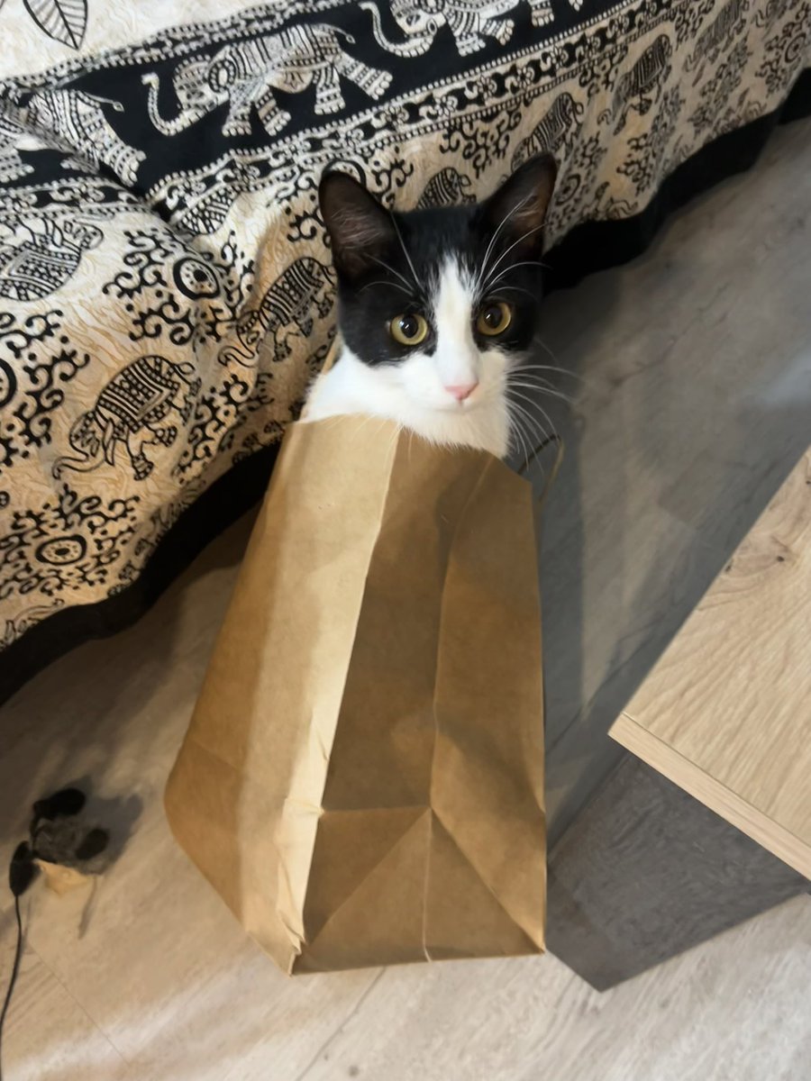 albapastoor's tweet photo. “Puqué nadie me adopta si solo nesesito una bolsa de catón 📦🥺” https://t.co/FQhEoPFNn1