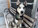 MeowMiya88's tweet photo. 📢🇺🇲🗽Please RT 
29 #NYC #cats #dogs need to be rescued by 12pm Saturday December 14⏳ 
🆘️EUTH AT RISK BECAUSE ABANDONED🆘️ 
Adoption/Foster/Transport inquiries📲 
Adopt@nycacc.org MLDsavingnycdogs@gmail.com Nycurgentcats@gmail.com Info@amsterdog.org 
https://t.co/CoGBeXMAXM https://t.co/q9AFZsH6Qz