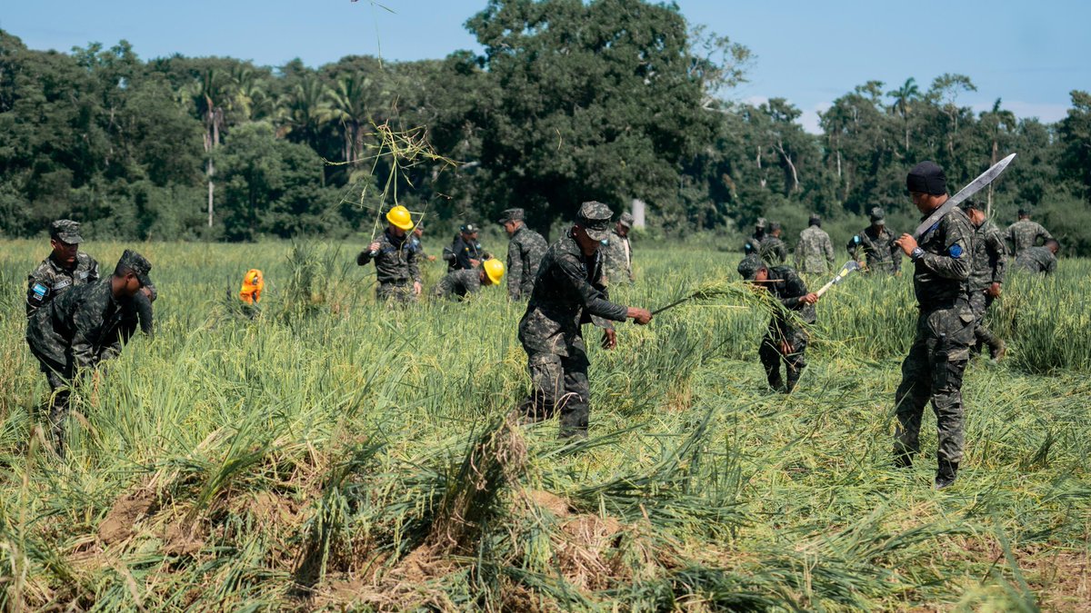 ICFHonduras's tweet photo. 🚨ICF realiza acciones de protección en el Refugio de Vida Silvestre Cuero y Salado 🌿  

El ICF, a través de la FTIA, 🌱 lideró el proceso de neutralización en la zona núcleo del Refugio de Vida Silvestre Cuero y Salado, sector de Manacalito, aldea Paguales, Atlántida. La extracción manual de cultivos no permitidos busca 🌍 mitigar impactos negativos en el ecosistema.  

🔴En esta actividad participaron 🤝 el 2do Batallón Verde, @sernaHN, @PGRHonduras y la @PMOPHN , trabajando juntos por la conservación ambiental. 💪  

✅ Resultados alcanzados:  
✔️ 300 metros de cerco retirados 🛠️  
✔️ 1 choza destruida 🏚️  
✔️ Más de ½ manzana de cultivos no permitidos extraídos 🌾  

Comprometidos con la preservación de nuestras áreas protegidas y la biodiversidad que resguardan. 🐾  

#XiomaraSíCumple