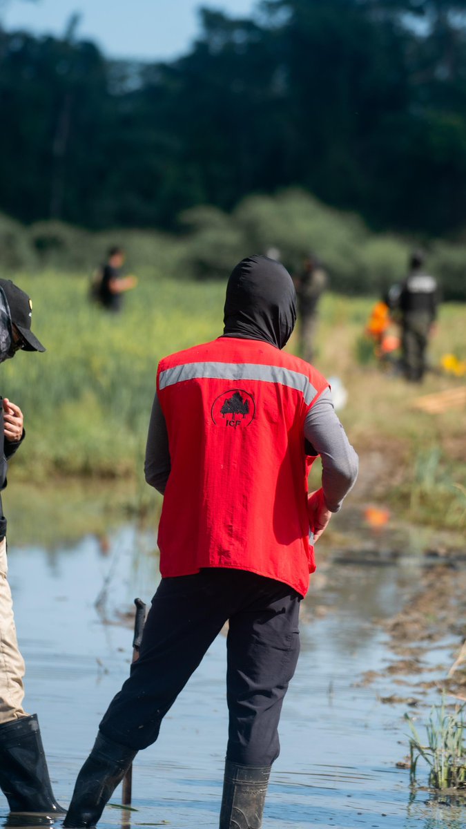 ICFHonduras's tweet photo. 🚨ICF realiza acciones de protección en el Refugio de Vida Silvestre Cuero y Salado 🌿  

El ICF, a través de la FTIA, 🌱 lideró el proceso de neutralización en la zona núcleo del Refugio de Vida Silvestre Cuero y Salado, sector de Manacalito, aldea Paguales, Atlántida. La extracción manual de cultivos no permitidos busca 🌍 mitigar impactos negativos en el ecosistema.  

🔴En esta actividad participaron 🤝 el 2do Batallón Verde, @sernaHN, @PGRHonduras y la @PMOPHN , trabajando juntos por la conservación ambiental. 💪  

✅ Resultados alcanzados:  
✔️ 300 metros de cerco retirados 🛠️  
✔️ 1 choza destruida 🏚️  
✔️ Más de ½ manzana de cultivos no permitidos extraídos 🌾  

Comprometidos con la preservación de nuestras áreas protegidas y la biodiversidad que resguardan. 🐾  

#XiomaraSíCumple