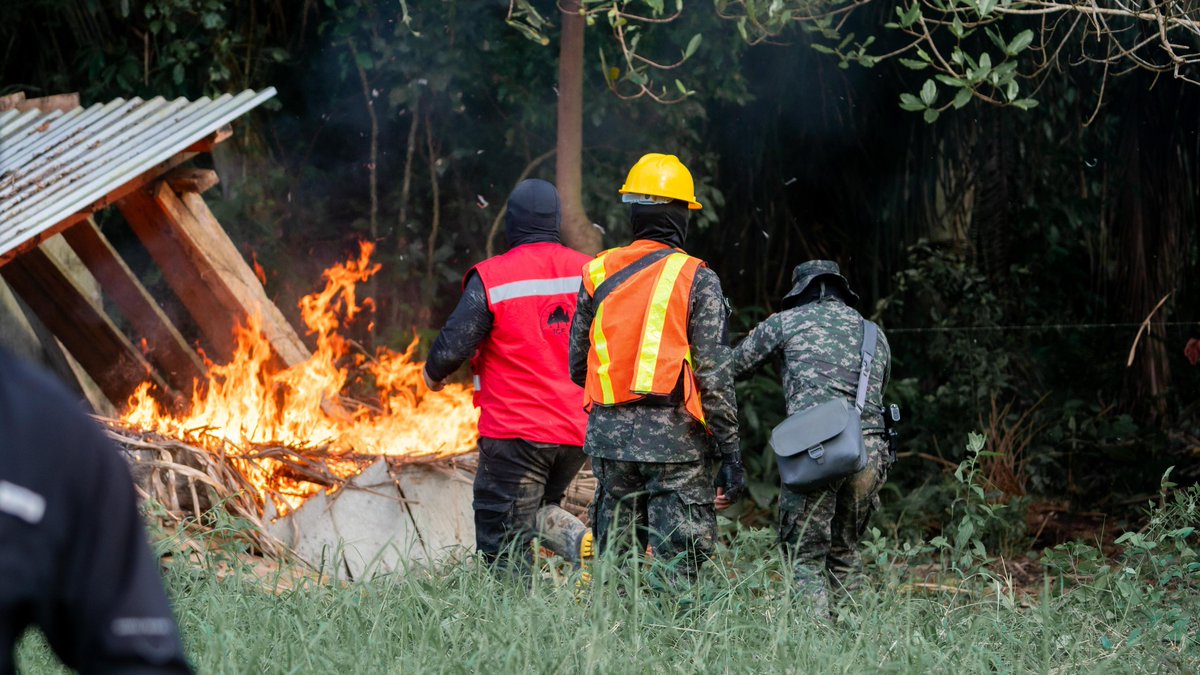 ICFHonduras's tweet photo. 🚨ICF realiza acciones de protección en el Refugio de Vida Silvestre Cuero y Salado 🌿  

El ICF, a través de la FTIA, 🌱 lideró el proceso de neutralización en la zona núcleo del Refugio de Vida Silvestre Cuero y Salado, sector de Manacalito, aldea Paguales, Atlántida. La extracción manual de cultivos no permitidos busca 🌍 mitigar impactos negativos en el ecosistema.  

🔴En esta actividad participaron 🤝 el 2do Batallón Verde, @sernaHN, @PGRHonduras y la @PMOPHN , trabajando juntos por la conservación ambiental. 💪  

✅ Resultados alcanzados:  
✔️ 300 metros de cerco retirados 🛠️  
✔️ 1 choza destruida 🏚️  
✔️ Más de ½ manzana de cultivos no permitidos extraídos 🌾  

Comprometidos con la preservación de nuestras áreas protegidas y la biodiversidad que resguardan. 🐾  

#XiomaraSíCumple