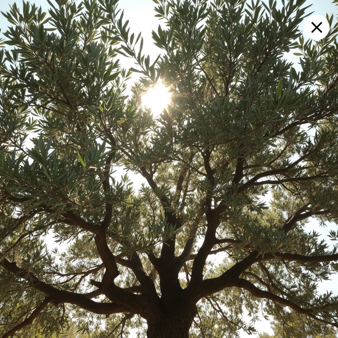 Rfrmd_Rstr8nist's tweet image. The Olivet Discourse (Matthew 24, Mark 13, &amp;amp; Luke 21) is about the Fall of Jerusalem in AD 70. Questions about the destruction of the Temple begin the discourse and the topic never changes throughout any of these chapters. 

#Premillennial #Eschatology #Postmill