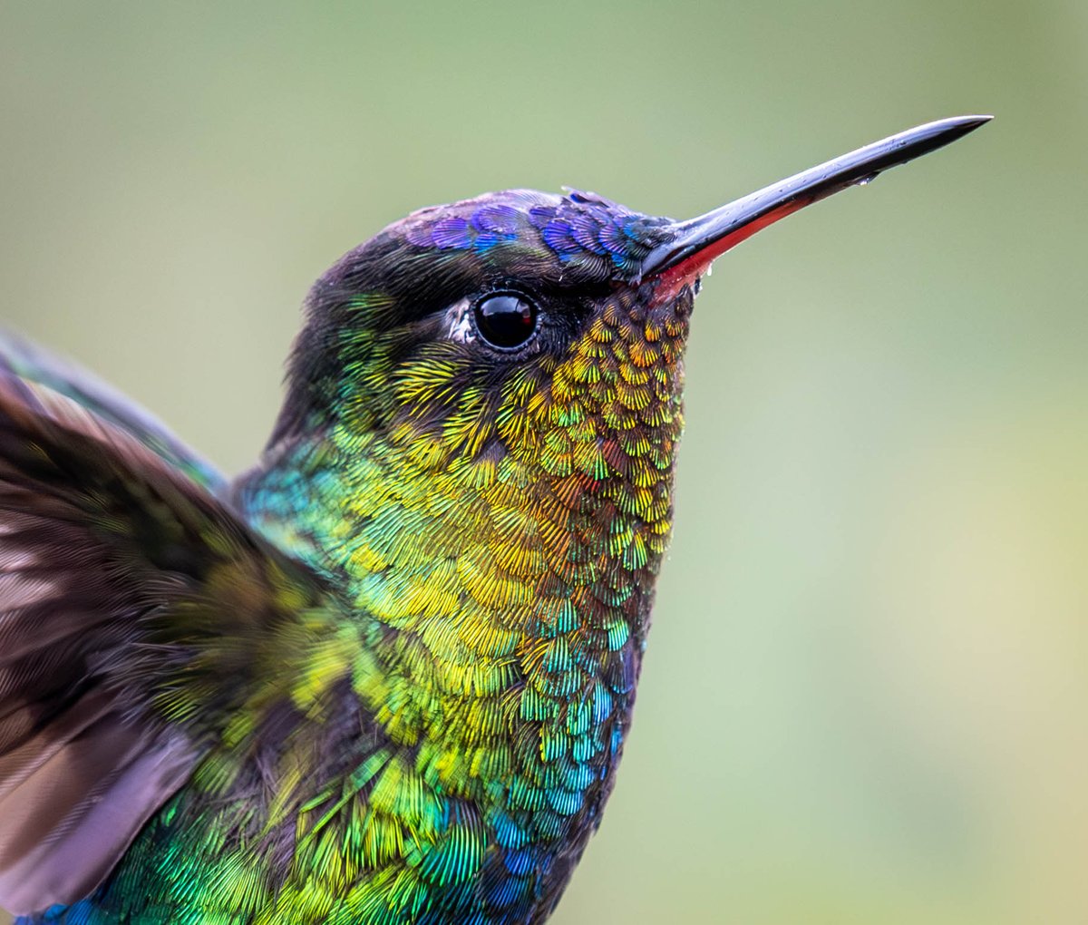 Fiery-throated Hummingbirds, Cost Rica, November 2024 <a href="/ThePhotoHour/">#ThePhotoHour</a>