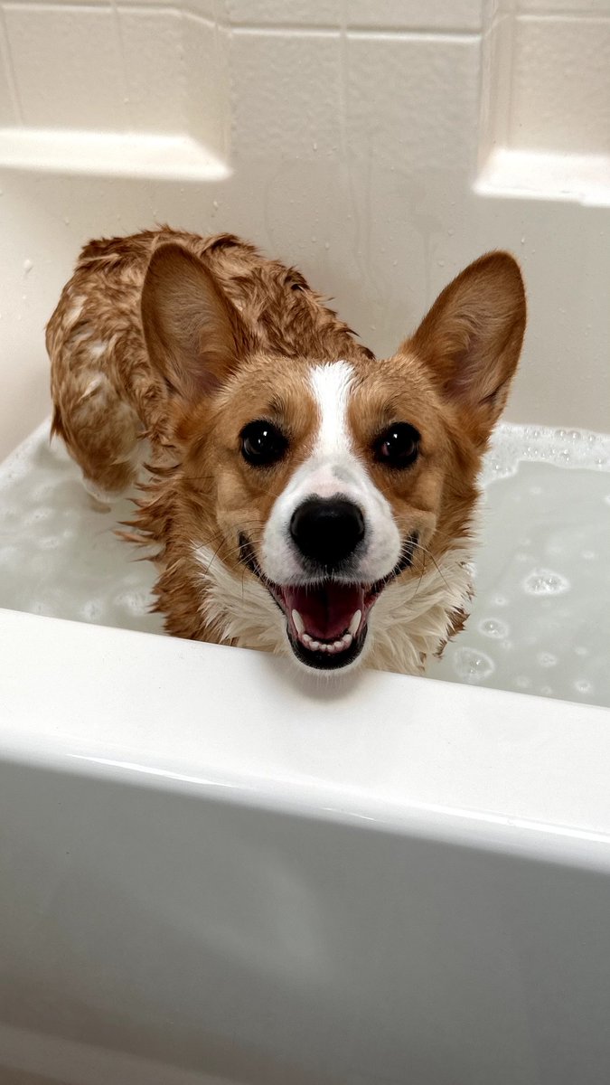 Rebeccaandgus's tweet photo. Big news on the home front .... This sweet girl, 3 yr old Eevee, will be welcomed into our family tomorrow. โค๏ธ ๐ ๐พ
#dogsoftwitter #WelcometoColorado https://t.co/OCRAKDfBEl