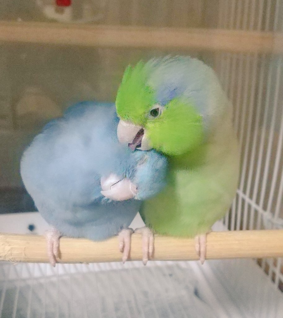 まめが虹の橋を渡ってから2回目の冬です
まめとらむねが一緒にいた頃に戻りたい