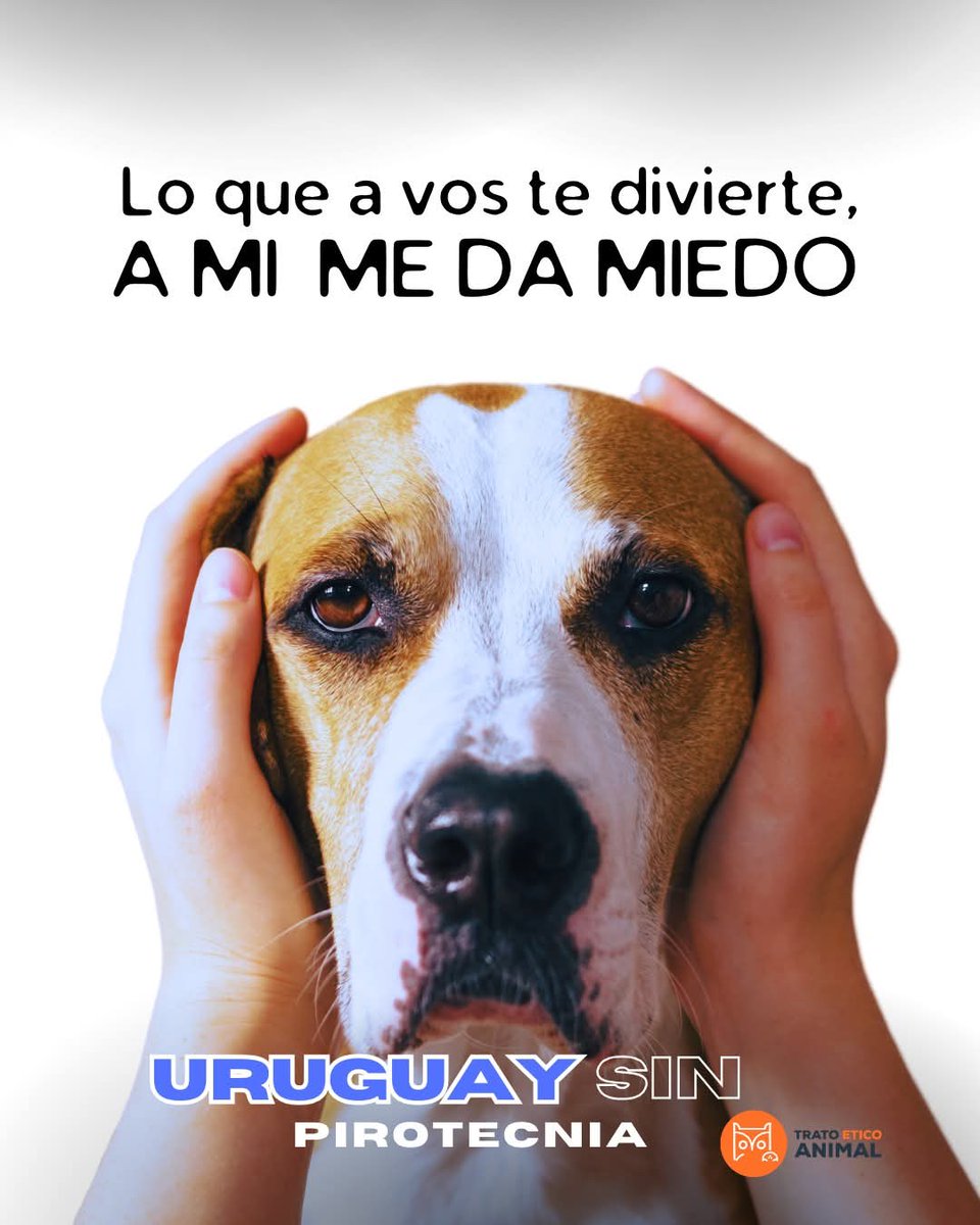 ongapteha's tweet photo. Las fiestas pueden ser más inclusivas y compasivas sin fuegos artificiales.
Piensa en los demás.

#UruguaySinPirotecnia https://t.co/8lz3ZBcB6C