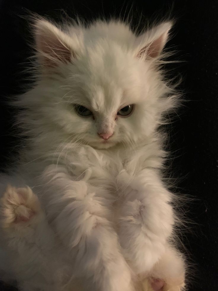 The Cats 𝕏 (@thecatsx) on Twitter photo 