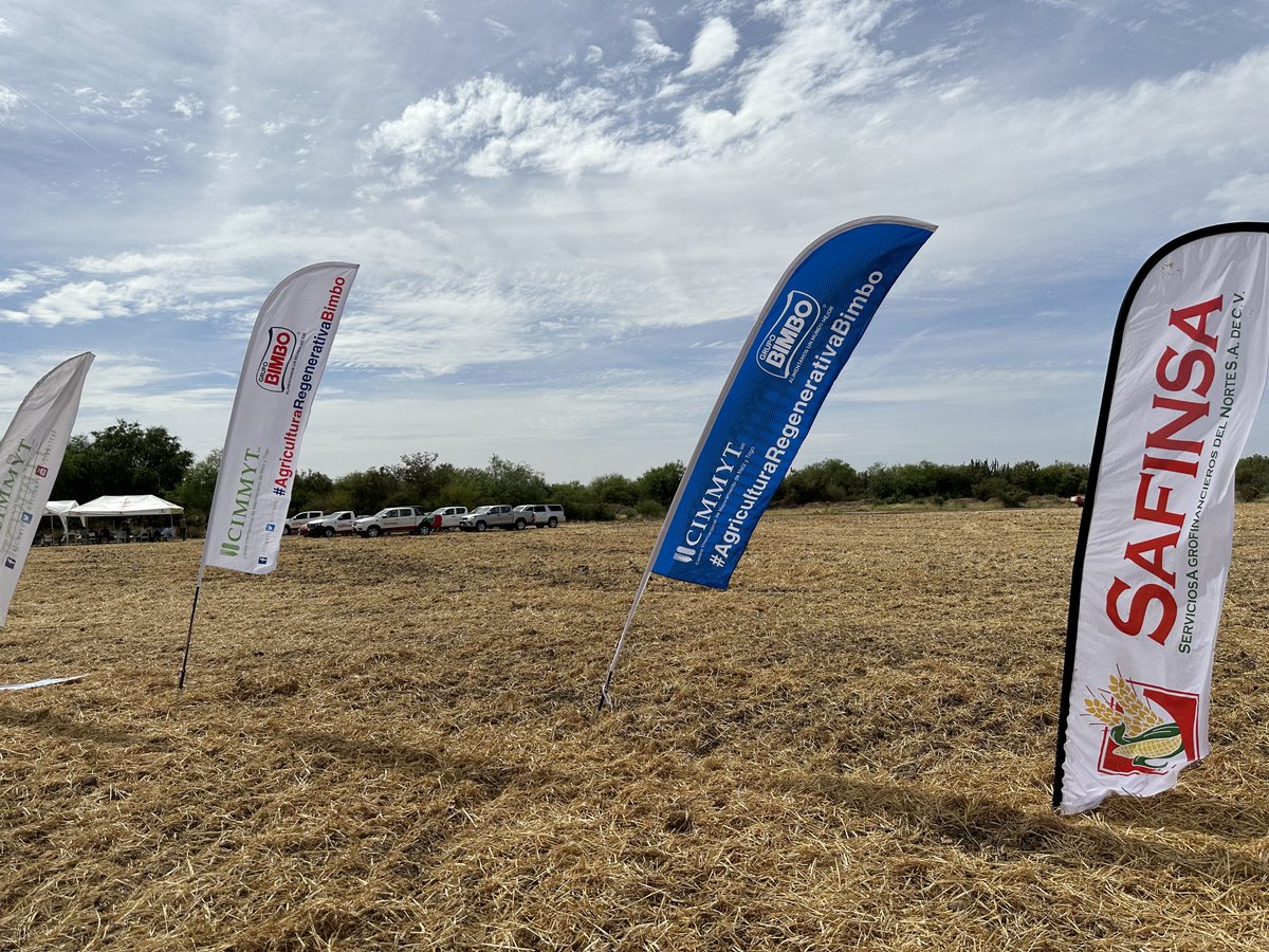 marioenrique's tweet photo. Estamos orgullosos de reportar avances de nuestro programa de agricultura regenerativa en @Grupo_Bimbo 🍞🌱.

Gracias a nuestros aliados y productores, se alcanzaron más de 170 mil hectáreas cosechadas bajo este sistema que entre sus beneficios está: 
1) la mejora de la salud del suelo
2) la captura carbono 
3) el cuidado del agua

Les comparto más información y algunas fotos de los campos de Sinaloa en México https://t.co/3VC7Jilp3x
