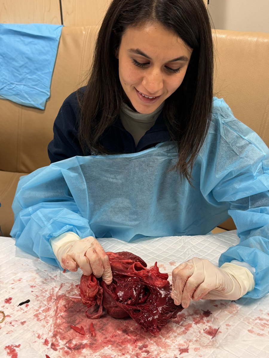 Mitra Patel, MD (@mitra_patel) on Twitter photo Had a very successful day in the heart dissection lab today. Truly believe this helps understand spacial orientation which helps tremendously in echocardiography!
<a href="/ahmadamahdi/">Ahmad Mahdi</a> <a href="/AhmedMaraeyMD/">Ahmed Maraey, MD</a> <a href="/MounaKodali/">Mouna Kodali</a> <a href="/NourhanChaaban/">Nourhan A. Chaaban, MD</a> <a href="/UTCardFellows/">UT Cardiology Fellowship</a> #echofirst #CardioTwitter #medtwitter Had a very successful day in the heart dissection lab today. Truly believe this helps understand spacial orientation which helps tremendously in echocardiography!
<a href="/ahmadamahdi/">Ahmad Mahdi</a> <a href="/AhmedMaraeyMD/">Ahmed Maraey, MD</a> <a href="/MounaKodali/">Mouna Kodali</a> <a href="/NourhanChaaban/">Nourhan A. Chaaban, MD</a> <a href="/UTCardFellows/">UT Cardiology Fellowship</a> #echofirst #CardioTwitter #medtwitter