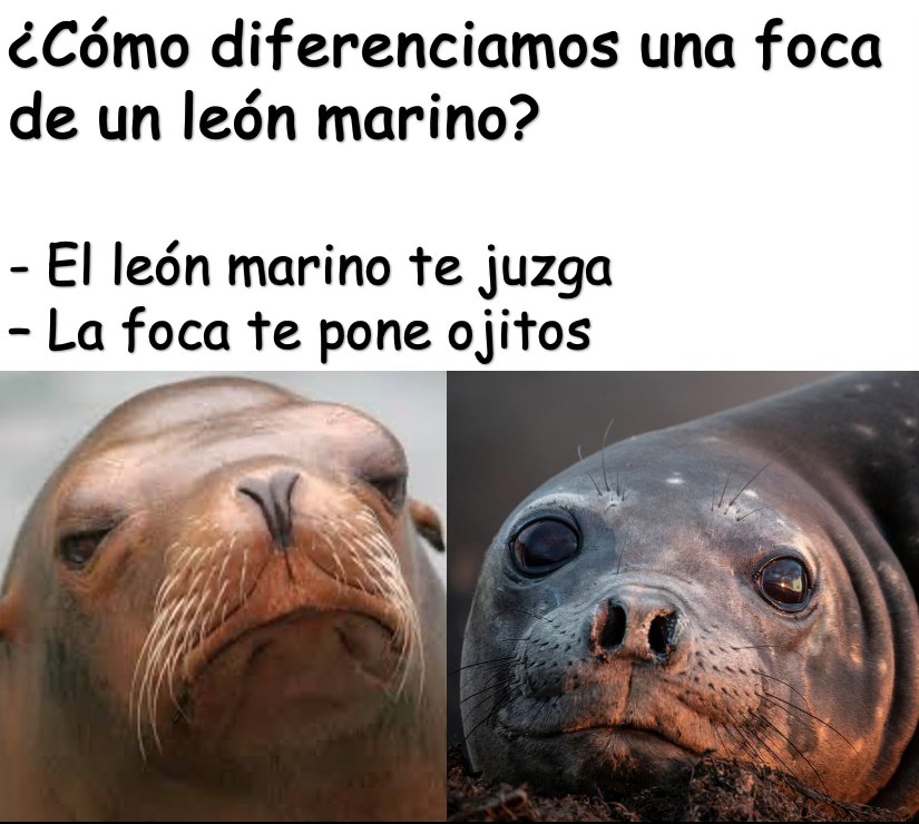 EnsedeCiencia's tweet photo. La forma más sencilla de diferenciar una foca de un león marino. 🦭 https://t.co/ZZBD74SJBV