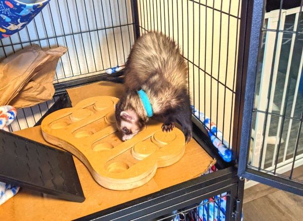 Ferrets are well-known to be very smart and mischievous creatures. Ferret puzzles are a great way to keep them busy and stimulate their minds!

s.mtrbio.com/krjnuiyhuh

#ferrets #ferretgames #ferretplay #ferretproblems #penniesplacesandpaws