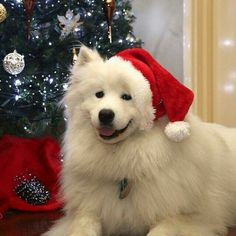 Really Mysterious (@reallymysterio1) on Twitter photo Christmas cuteness๐๐
๐ฅฐโค๏ธ<a href="/Cyrano_Ghost/">Cyrano Ghostโฆ ๐ ๐พ๐ณ๏ธโ๐๐๐ณ๏ธโโง๏ธ๐โพ๏ธ</a> <a href="/zebrahunt/">James</a> <a href="/douglukauskas/">Doug Lukauskas</a> <a href="/FaveRit2/">๐๐ป Patti Cakes ๐ป๐</a> <a href="/Carol_Cook78/">Colorado Gal</a> @tina_seuser <a href="/diannew314159/">DianneW</a> <a href="/Puahashopgirl/">Jenivere</a> <a href="/RBlooms2021/">RavenBlossoms๐๐ผโฎ๏ธ๐๐บ๐ธ๐บ๐ฆ๐ณ๏ธโ๐๐ณ๏ธโโง๏ธ</a> <a href="/FrankMikeDavis1/">Dr. Mike ๐๐๐</a> <a href="/Frank1836Smith/">Frank Smith</a> <a href="/RonSuder/">๐ Ron Suder ๐</a> <a href="/debbie2291/">๐๏ธpcgirl ๐๐๐๐พ๐จ๐ฆ๐ป๐บ๐๐ณ๏ธโ๐๐ณ๏ธโโง๏ธ</a> <a href="/NickAyer3/">Nick Ayer</a> <a href="/AnthonyJo/">Deep State Anthony๐ง๐ฆ๐บ๐ธ</a> <a href="/ShellyReilly62/">Shelly R</a> <a href="/pianoman123046/">GREG PIEPER ๐ฅ #ArrestTheSOB</a> <a href="/MikeyMike1559/">Mikeyest Mikey Mike</a> <a href="/joemnc40/">Joe MNC</a> Christmas cuteness๐๐
๐ฅฐโค๏ธ<a href="/Cyrano_Ghost/">Cyrano Ghostโฆ ๐ ๐พ๐ณ๏ธโ๐๐๐ณ๏ธโโง๏ธ๐โพ๏ธ</a> <a href="/zebrahunt/">James</a> <a href="/douglukauskas/">Doug Lukauskas</a> <a href="/FaveRit2/">๐๐ป Patti Cakes ๐ป๐</a> <a href="/Carol_Cook78/">Colorado Gal</a> @tina_seuser <a href="/diannew314159/">DianneW</a> <a href="/Puahashopgirl/">Jenivere</a> <a href="/RBlooms2021/">RavenBlossoms๐๐ผโฎ๏ธ๐๐บ๐ธ๐บ๐ฆ๐ณ๏ธโ๐๐ณ๏ธโโง๏ธ</a> <a href="/FrankMikeDavis1/">Dr. Mike ๐๐๐</a> <a href="/Frank1836Smith/">Frank Smith</a> <a href="/RonSuder/">๐ Ron Suder ๐</a> <a href="/debbie2291/">๐๏ธpcgirl ๐๐๐๐พ๐จ๐ฆ๐ป๐บ๐๐ณ๏ธโ๐๐ณ๏ธโโง๏ธ</a> <a href="/NickAyer3/">Nick Ayer</a> <a href="/AnthonyJo/">Deep State Anthony๐ง๐ฆ๐บ๐ธ</a> <a href="/ShellyReilly62/">Shelly R</a> <a href="/pianoman123046/">GREG PIEPER ๐ฅ #ArrestTheSOB</a> <a href="/MikeyMike1559/">Mikeyest Mikey Mike</a> <a href="/joemnc40/">Joe MNC</a>