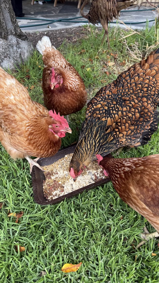 mitzyelliott's tweet photo. #FlockFriday 🐓🧡🐓 https://t.co/e5Z5T0OEk3