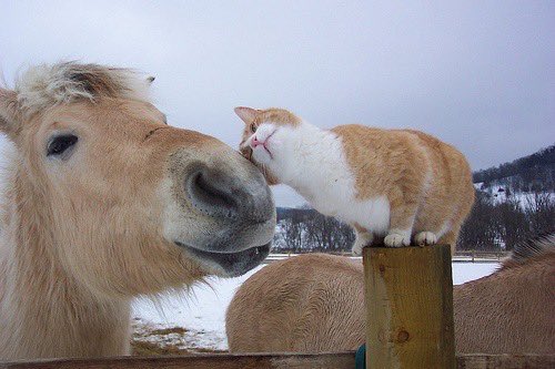 horse tweet media