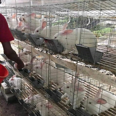 Ammantiax's tweet photo. Revolutionizing agriculture, one hop at a time! We're transforming farming landscapes, empowering youth, and creating sustainable futures through innovative rabbit farming. #RabbitRevolution #RwandanAgriculture #Sustainability https://t.co/d7enMScLmp