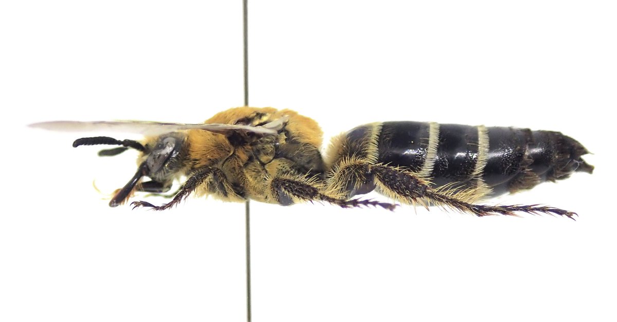 🐝 蜂と芋虫と時々何か 🐛 (通称：はちいも) on X