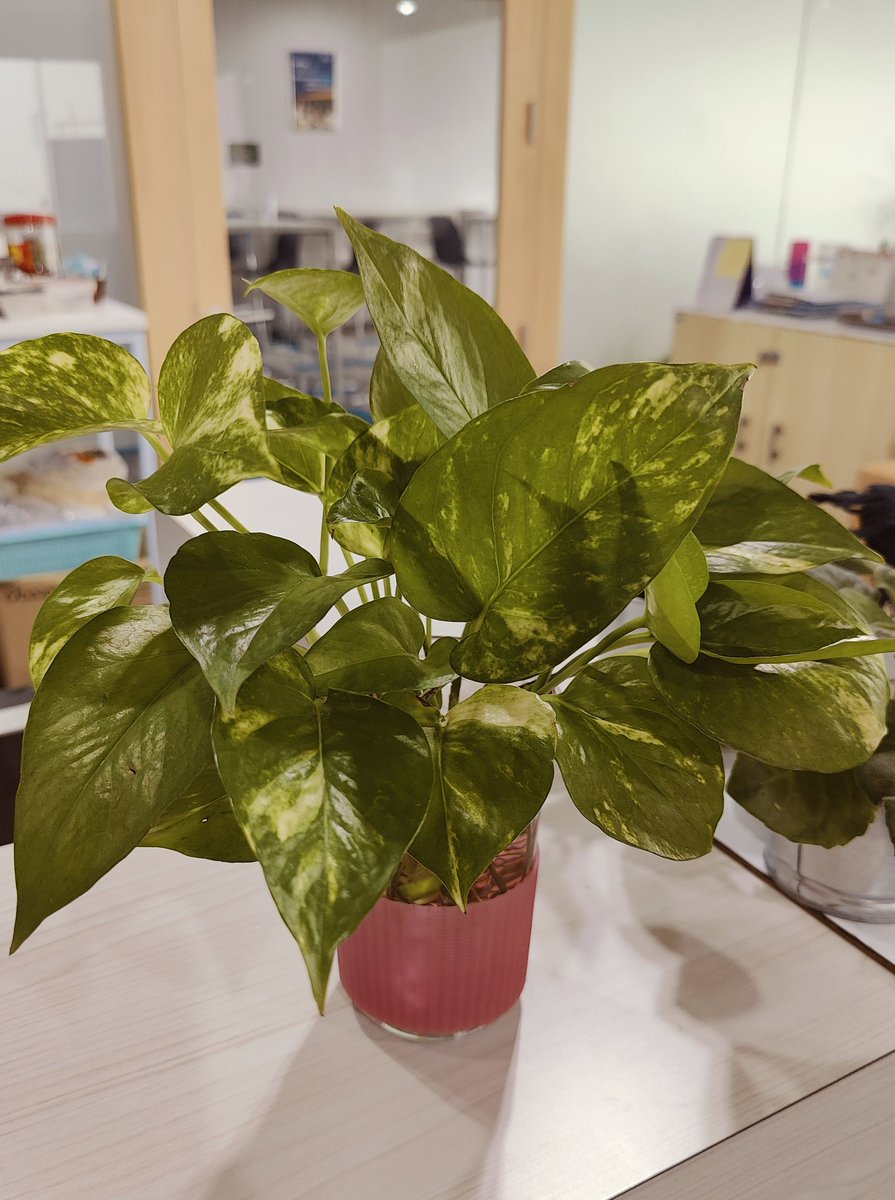 I am now officially in the Christmas holiday🎄🫶 ​My dear baby plant 🌿, I'll pick you up in three weeks ✈️🧳✅