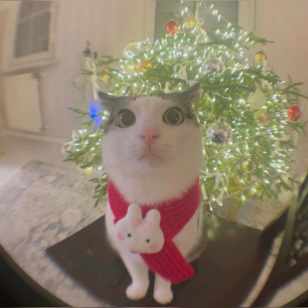ready for christmas