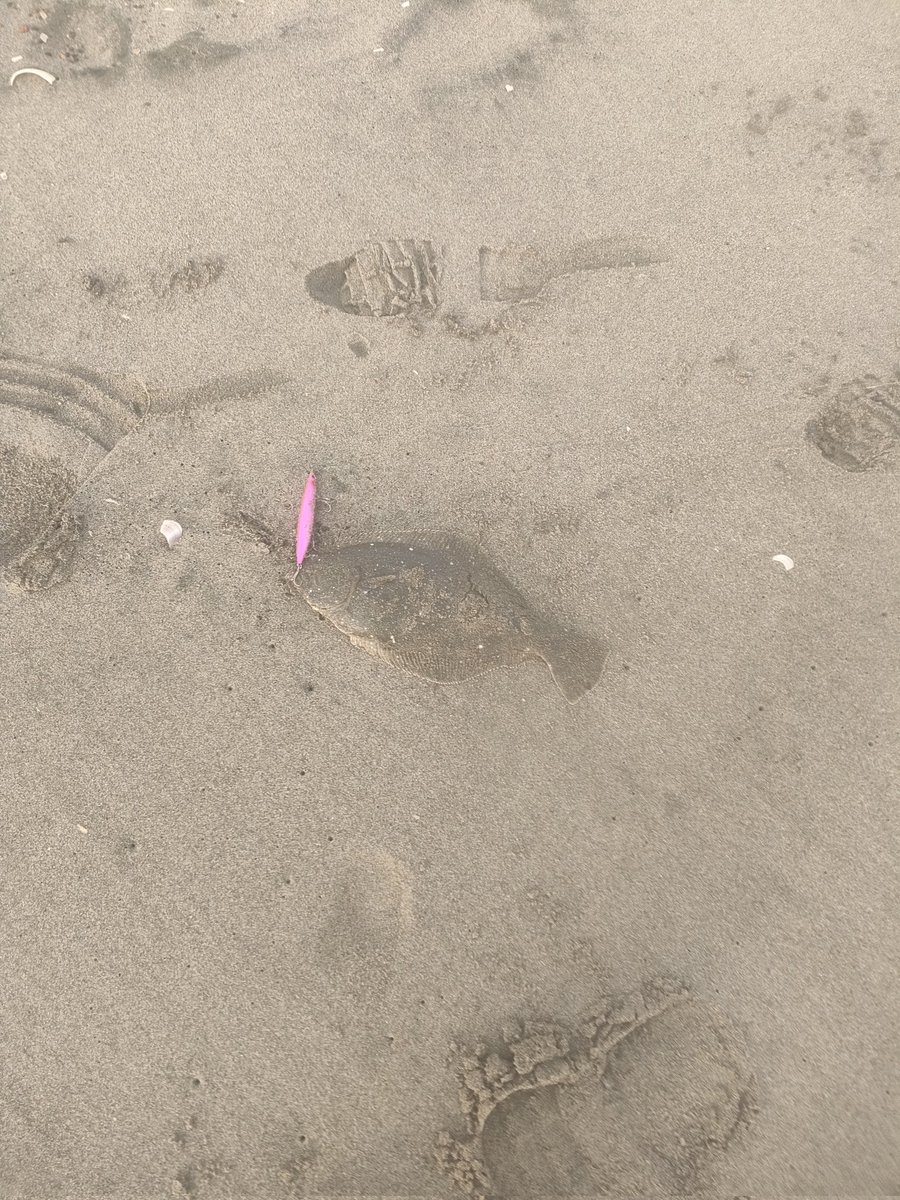 本日の鹿島灘。
生命感があり楽しかった😄
周りの人も釣れてた！
今年はこれでサーフ収めかな。
遊んでくれたサーフに感謝👃