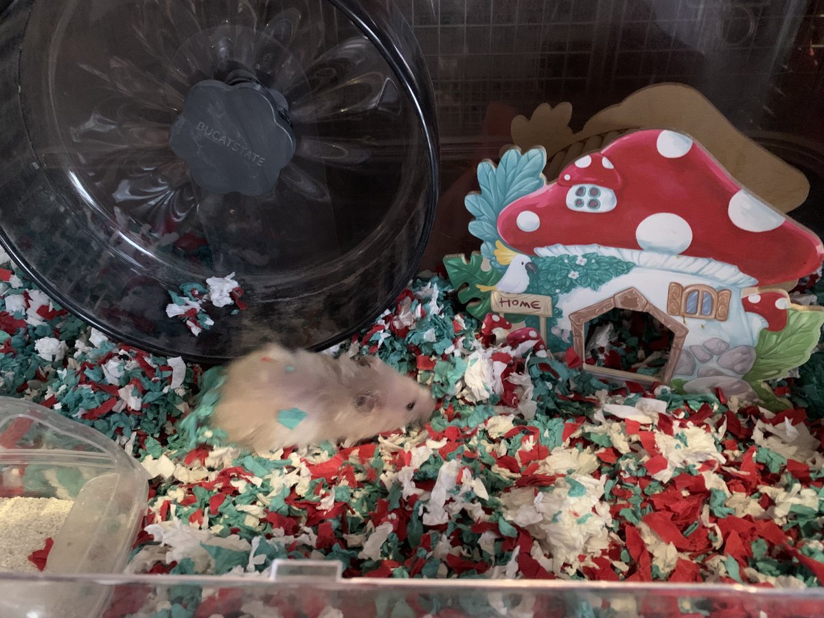 Relm_Porom0624's tweet photo. ピナくんのケージをクリスマス仕様に模様替えしてみた🎄✨
床材が期間限定でクリスマスカラー売ってたから可愛すぎて🥹
#ハムスターのいる生活 #ハムスターのいる暮らし #ハムスター好きと繋がりたい https://t.co/CSFY52Kbcj