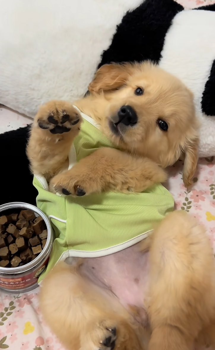 puppies video (@puppies_video) on Twitter photo 