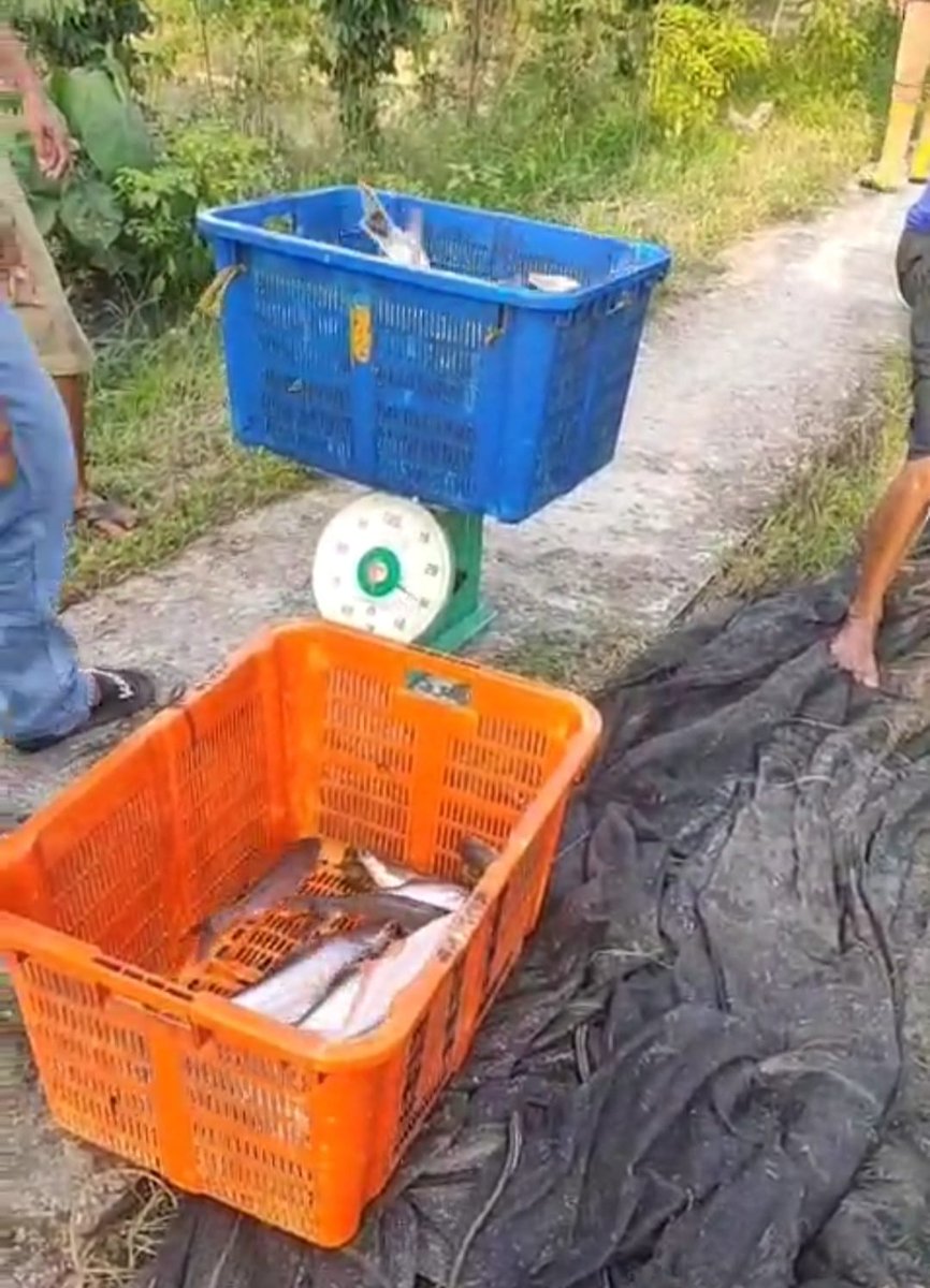 Desuneti1's tweet photo. Selasa (22/10/2024) POKDAKAN Mina Mbah Man, Ds. Tugu Harum Kec. Belitang Madang Raya, Panen Ikan patin, 1000 Kg, Rp 15.000/kg #GiatLuhkanSatminkalBRPPUPP #BPPSDMKP #panen #luhlapor #luhkan_OKUTimur https://t.co/r2Cyr2dCSl